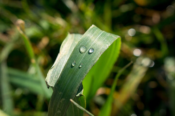 the first spring grass among the water