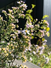flowers in the garden