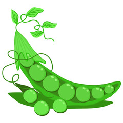 Vector bright illustration of pea pod. 