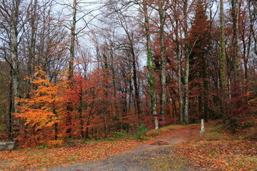 Obraz premium El Otoño en las Rutas de Francia le dan su color rojo