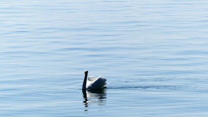pelican swimming in the water