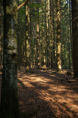 Obraz premium Pine trees shadow and light