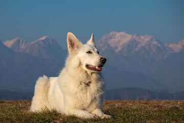 White Swiss Shepherd Dog outside with mountains in background at winter.