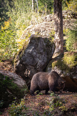 Brown bear into the woods