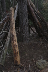 Wood in the forest