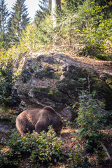 Brown bear into the woods