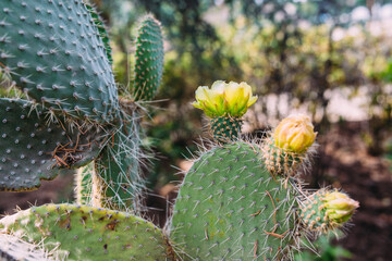 Big cactus in the pots. Cactus for decoration. Fluffy cactus with long needles.