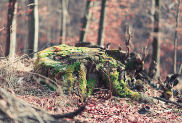 Obraz premium Winter season, landscape and nature. Freezing weather