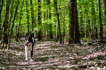 Dog running in a woodland. Young doggy in motion. Green lush foliage in a forest in Warsaw, Poland. Selective focus on the details, blurred background.