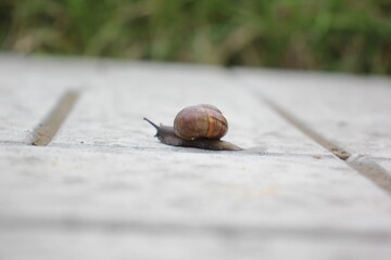 Garden snail on a tile