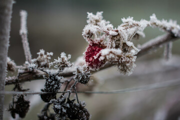 Frozen Raspberry