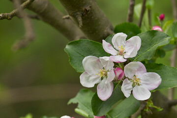 three flowers of an apple tree on a branch close-up on a green background