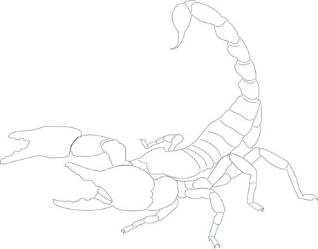 scorpions preparing to fight on white background