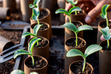 Numerous seedlings in nursery trays, man's hands planting seedlings planted in toilet paper cores.