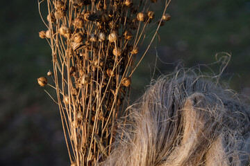 Fibers of natural uncolored flax, tow. Sheaf of dry flax with seeds. Flax processing concept....