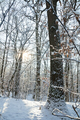 Snow covered forest. Winter landscape. 