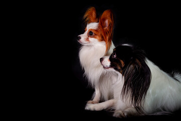 Papillon, also known as the continental toy spaniel. Isolated on a black background.