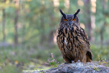 Front view of brown owl sitting on the stone looking at the camera.