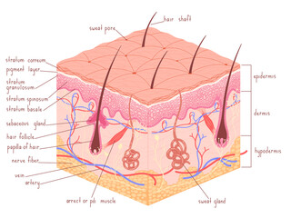 Human skin anatomy epidermis with hair follicle medical vector illustration. - obrazy, fototapety, plakaty