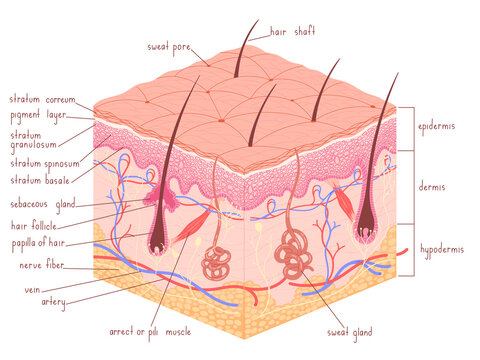 Human Skin Anatomy Epidermis With Hair Follicle Medical Vector Illustration.