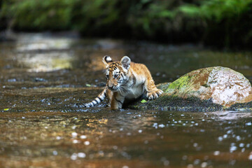 Bengal tiger cub is lying on a stone in a river stream. Horizontally.