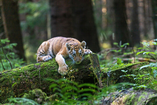 Bengal tiger cub is lying on a fallen tree trunk in the forest looking at the camera. Horizontally.