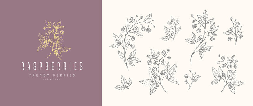 Raspberries floral branch flowers and logo set. Hand drawn line herb, elegant leaves for invitation save the date card. Botanical rustic