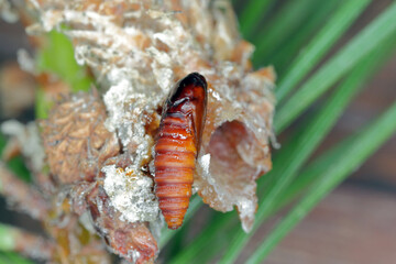 Pupa of Rhyacionia buoliana, the pine shoot moth, is a moth of the family Tortricidae. The larvae feed on young pine shoots. It is a dangerous pest in forests and gardens.