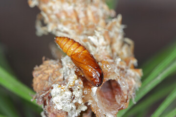 Pupa of Rhyacionia buoliana, the pine shoot moth, is a moth of the family Tortricidae. The larvae feed on young pine shoots. It is a dangerous pest in forests and gardens.