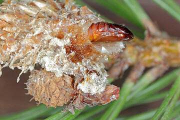 Pupa of Rhyacionia buoliana, the pine shoot moth, is a moth of the family Tortricidae. The larvae feed on young pine shoots. It is a dangerous pest in forests and gardens.