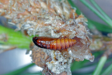 Pupa of Rhyacionia buoliana, the pine shoot moth, is a moth of the family Tortricidae. The larvae feed on young pine shoots. It is a dangerous pest in forests and gardens.