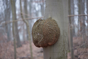 tree cancer, growth on a tree trunk caused by microorganisms such as bacteria