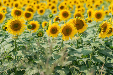 Field of ripening sunflowers on a summer day