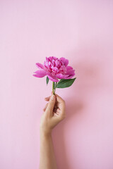 Woman's hand hold pink peony flower against pink wall background. Aesthetic minimalist floral...