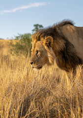 Plakat Black-maned Lion in the Kgalagadi