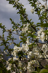 blooming cherry plum against the background of a bright blue spring sky. White flowers on a branch. Prunus cerasifera. Clouds.