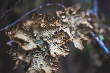 close up of a branch