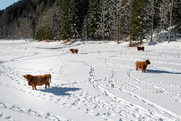 Aberdeen Angus, Highland Cows in winter snow. Aerial view with drone.