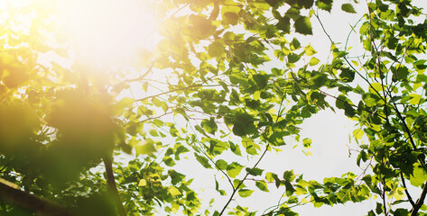 Obraz premium Young birches with black and white birch bark in spring in birch grove against background of other birches