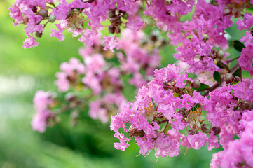 Spring background. Fragrant lilac bloom
