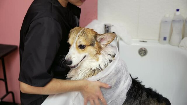 A girl bathes a corgi dog in the bathroom and wipes it with a towel in a beauty salon for dogs. Take care of pets