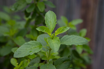 Fototapeta na wymiar Medicinal basil or green organic tulsi leaves plant 