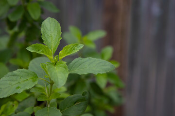 Medicinal basil or green organic tulsi leaves plant 