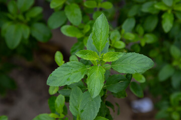 Medicinal basil or green organic tulsi leaves plant 