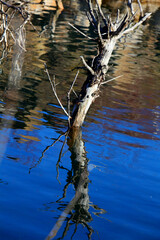reflection of trees in water