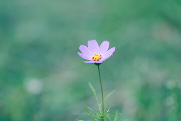 beautiful purple cosmos flower in a field