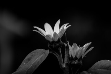 pot marigold flower in black and white