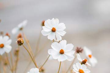 Obraz premium beautiful shot of white cosmos flowers in a field
