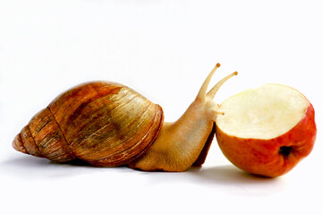 A large snail eats an apple on a white background. Studio shot. Akhatina. Growing snails. Clam with a brown striped shell