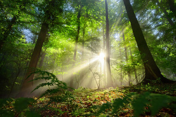 Beautiful rays of sunlight shining through the mist and green foliage in a scenic forest clearing